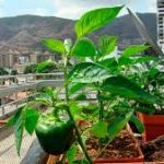 agricultura-urbana