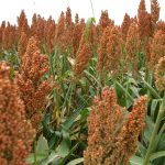 sorgo-rojo