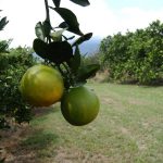 naranjas