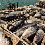 Pesca