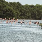 flamencos