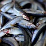 Sardinas