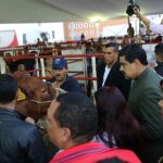 vacas votantes