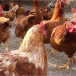 gallinas-ponedoras