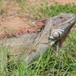 iguanas