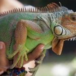 iguanas22
