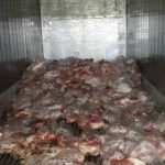 pernil