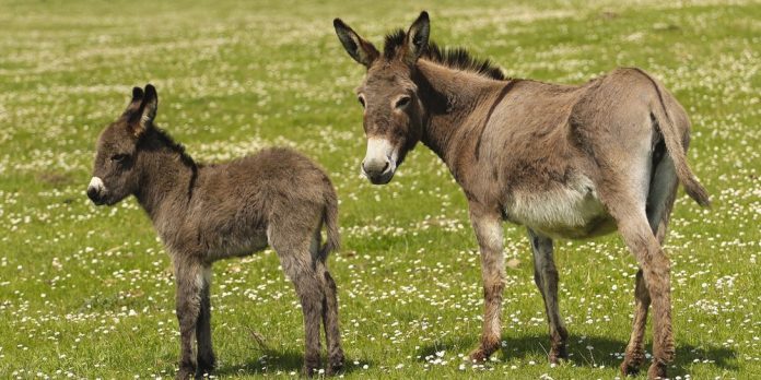 Burro