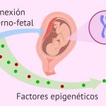 ConexionMaternoFetal