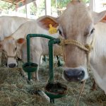 vacas2