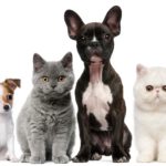 mascotas 2