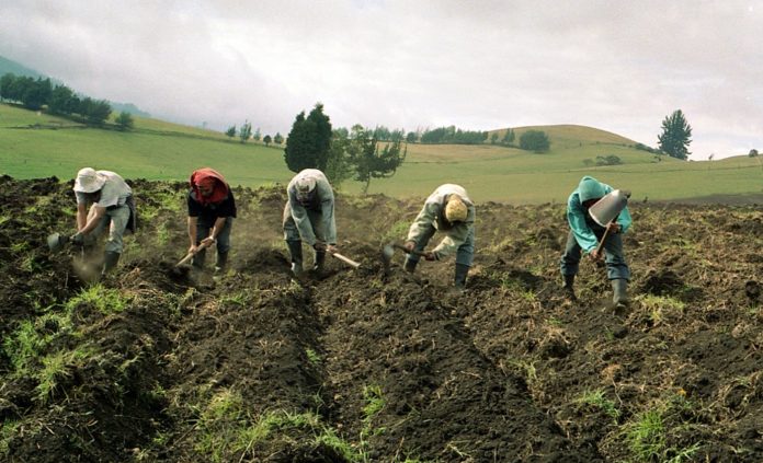Agricultor señala que las importaciones exoneradas de impuestos perjudican la producción nacional