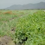 campo