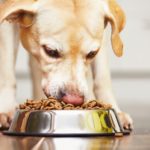 perrito comiendo
