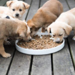 perritos