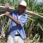 Productor de caña