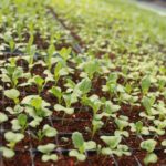 plantulas