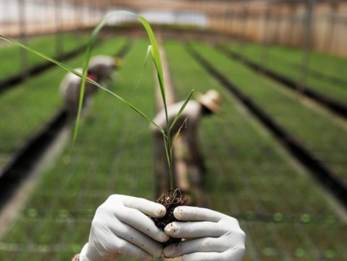 Digitalizar el agro en América Latina, clave para progreso y seguridad alimentaria