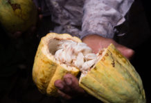 Productores presentan el «Plan de Cacao 2026-2030» para elevar la producción cacao