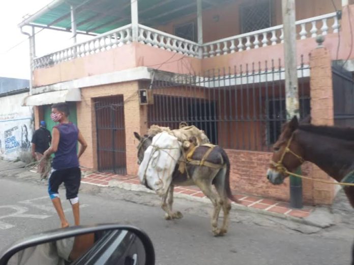 Campesinos trasladan alimentos en multas porque no consiguen gasolina