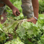 A farmer harvests lettuces at a farm during the nationwide quarantine as coronavirus disease (COVID-19) continues in La Grita