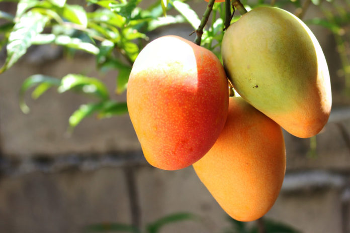 Venezolanos aprovechan la "temporada de mangos" para sobrevivir a la escasez de alimentos en pandemia