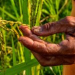 Sociedad Venezolana de Ingenieros Agrónomos cumple 77 años y debate sobre la seguridad alimentaria