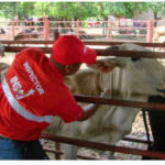 Vacunacion-fiebre-aftosa.jpg