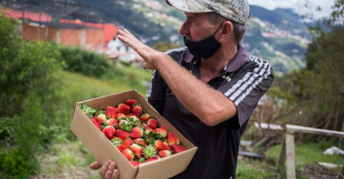 ¿Qué factores afectan la producción agrícola venezolana?