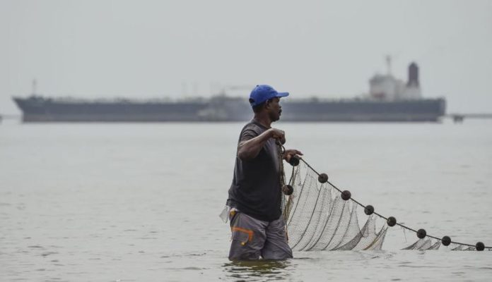 El camarón es el principal producto de exportación venezolano: ¿a dónde lo exportan?