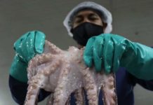 Minpesca desplegó jornada para evaluar pulpos antes del inicio de la zafra 2026