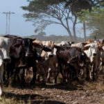 vacas-ganado-70625-696×392-1.jpg