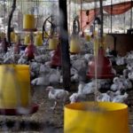 granjas-de-pollos.jpg