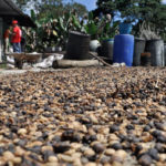 caficultores1.jpg