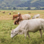 Foto Campo-venezolano
