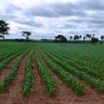 Agricultura.jpg