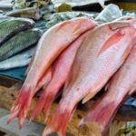 pescado1.jpg