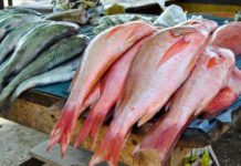Actividad pesquera y acuícola creció 15 % durante los primeros meses del año Pesca