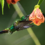 Colibri 12