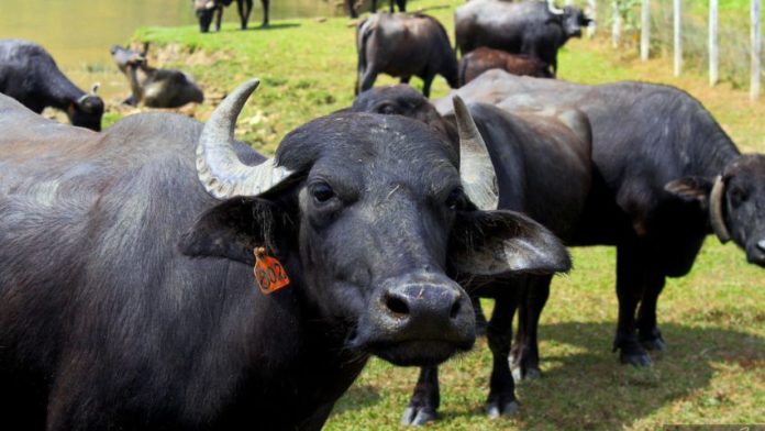 Bufalo_Cortesía_