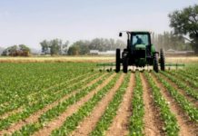 Incremento del 11 % en el suministro de urea proyecta el cultivo de 600.000 hectáreas para el ciclo de invierno urea - agrícola - hectáreas
