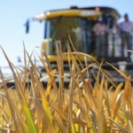 cultivo-de-arroz–fedeagro-49235