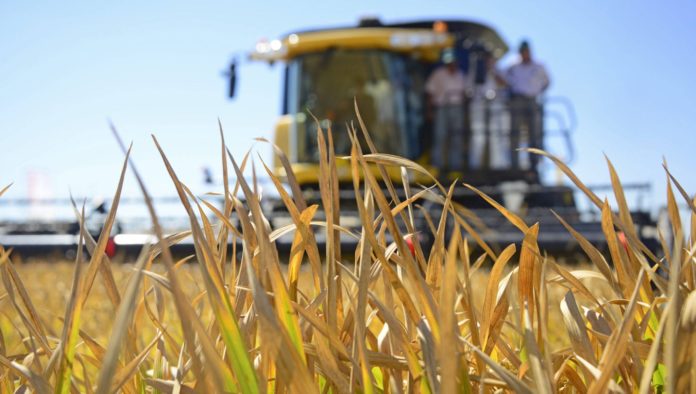 cultivo-de-arroz--fedeagro-49235