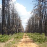 Bosque Uveritos