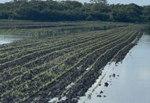 Padrino López se reúne con productores en Portuguesa en medio de reclamos por importaciones masivas de arroz