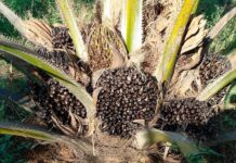 Fevepalma entregó borrador de anteproyecto de Ley de la Palma Aceitera ante la AN Fevepalma