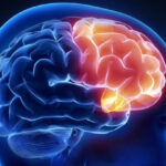 frontal-cerebro (1)