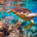 fauna-marina-tortuga
