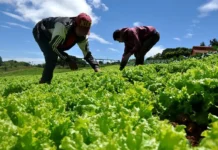 Lanzan programa de formación semipresencial para productores agrícolas