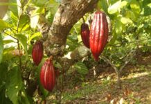 Jorge Rodríguez promete una ley del cacao y del café para el mes de junio